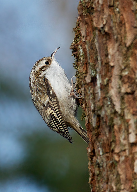 Trekryper - Eurasian Treecreeper (Certhia familiaris).jpg